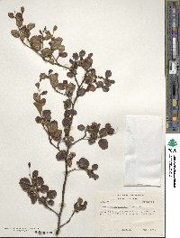 Image of Nothofagus gunnii