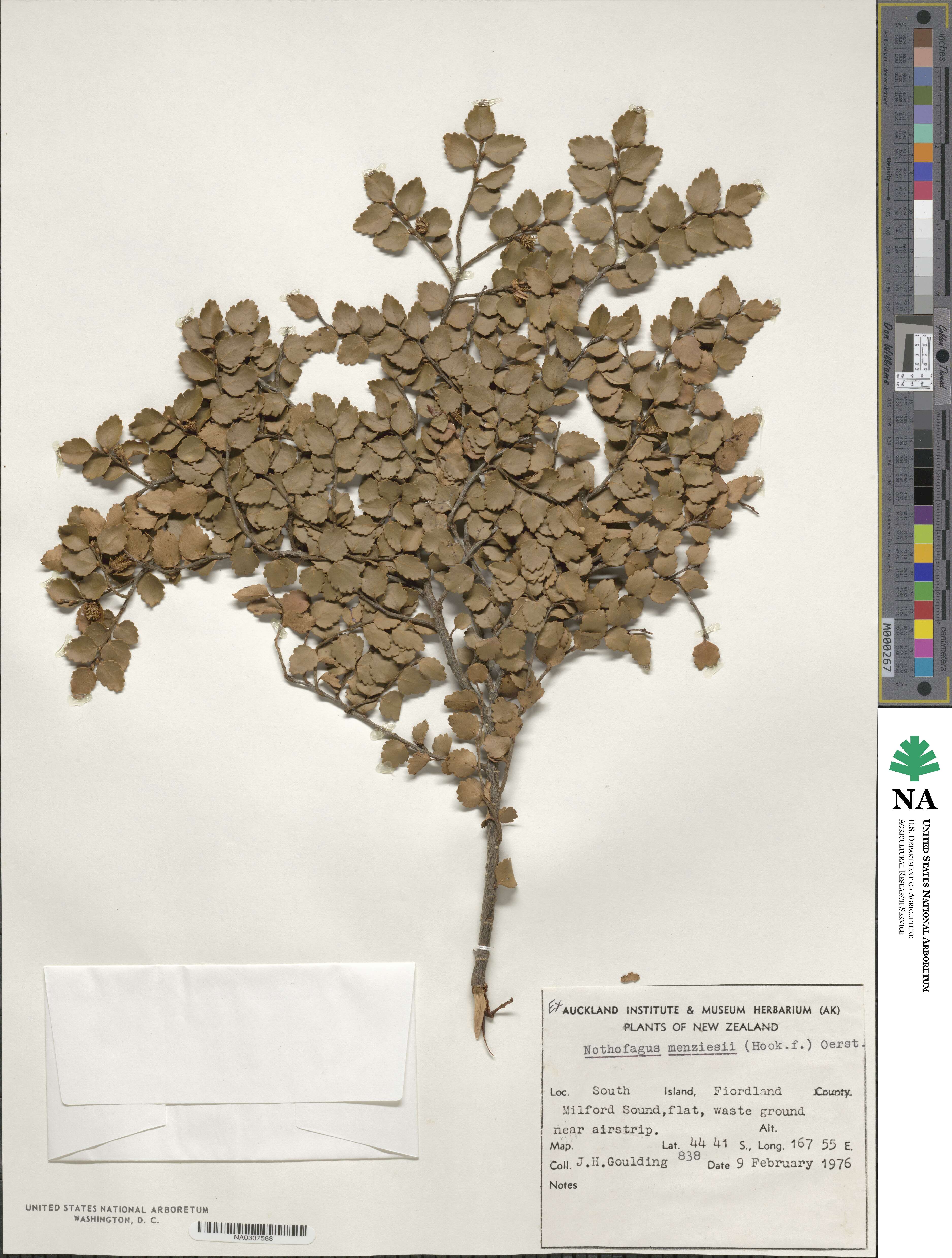 Nothofagus image