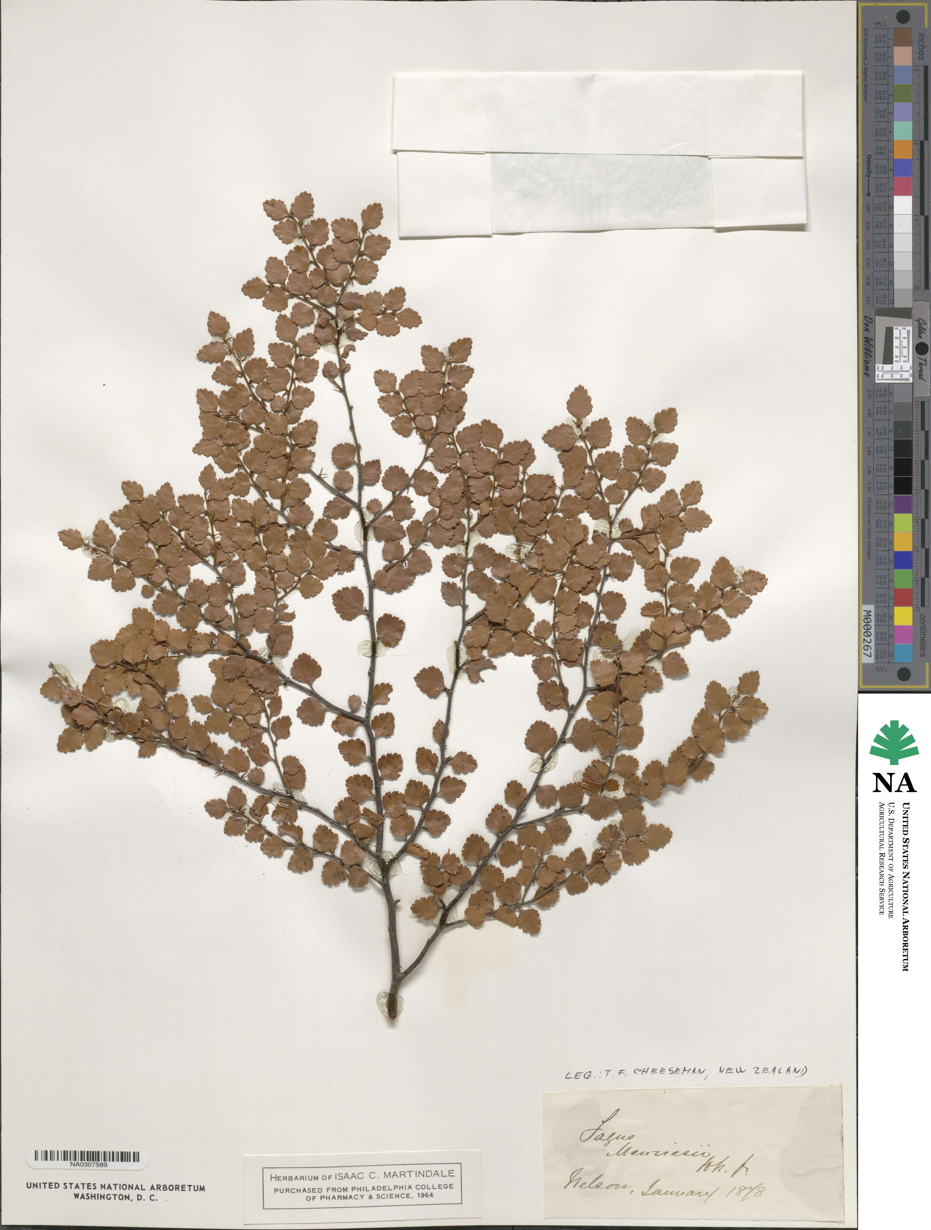 Nothofagus menziesii image