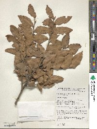 Image of Nothofagus moorei