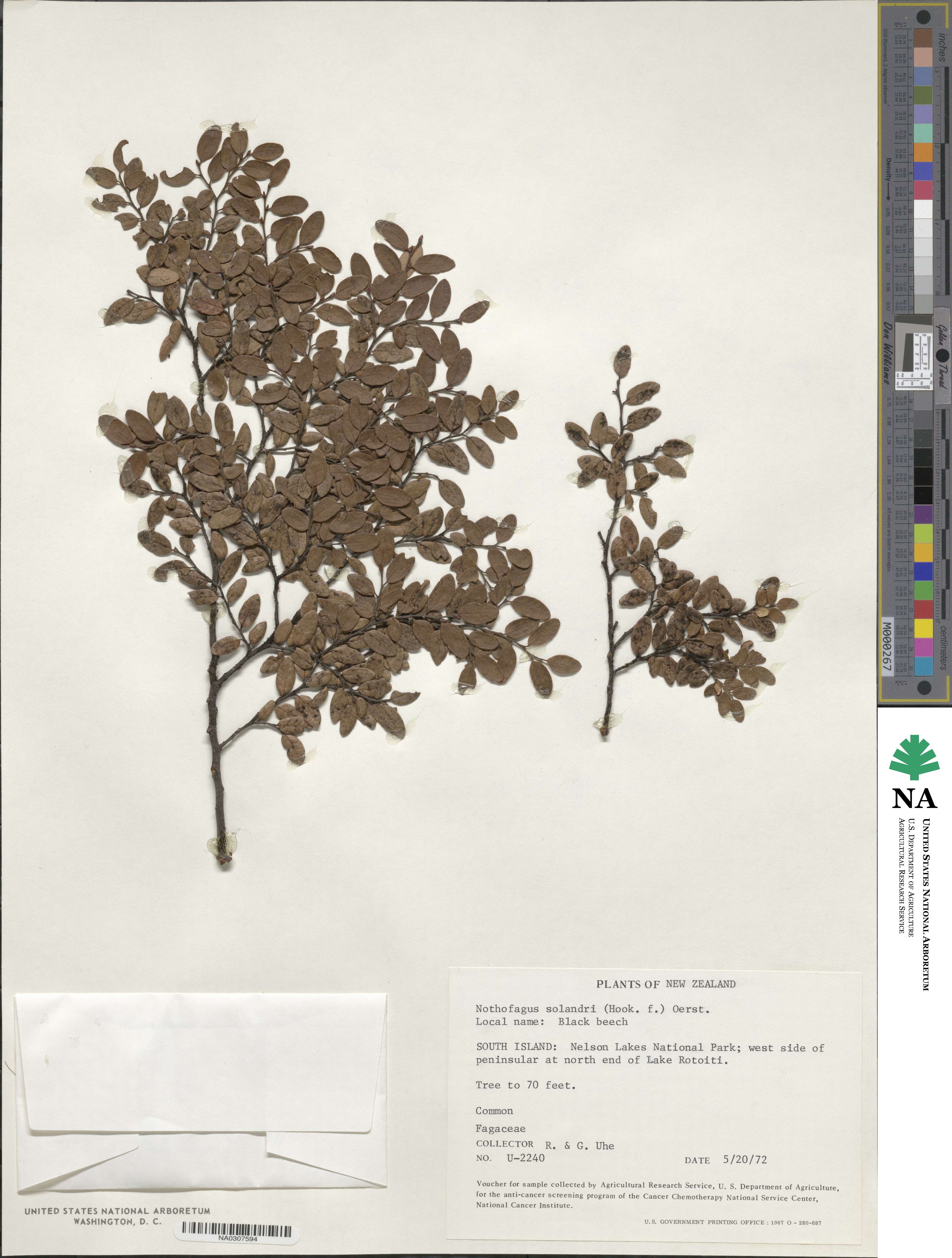 Nothofagus solandri image