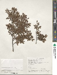 Nothofagus solandri image