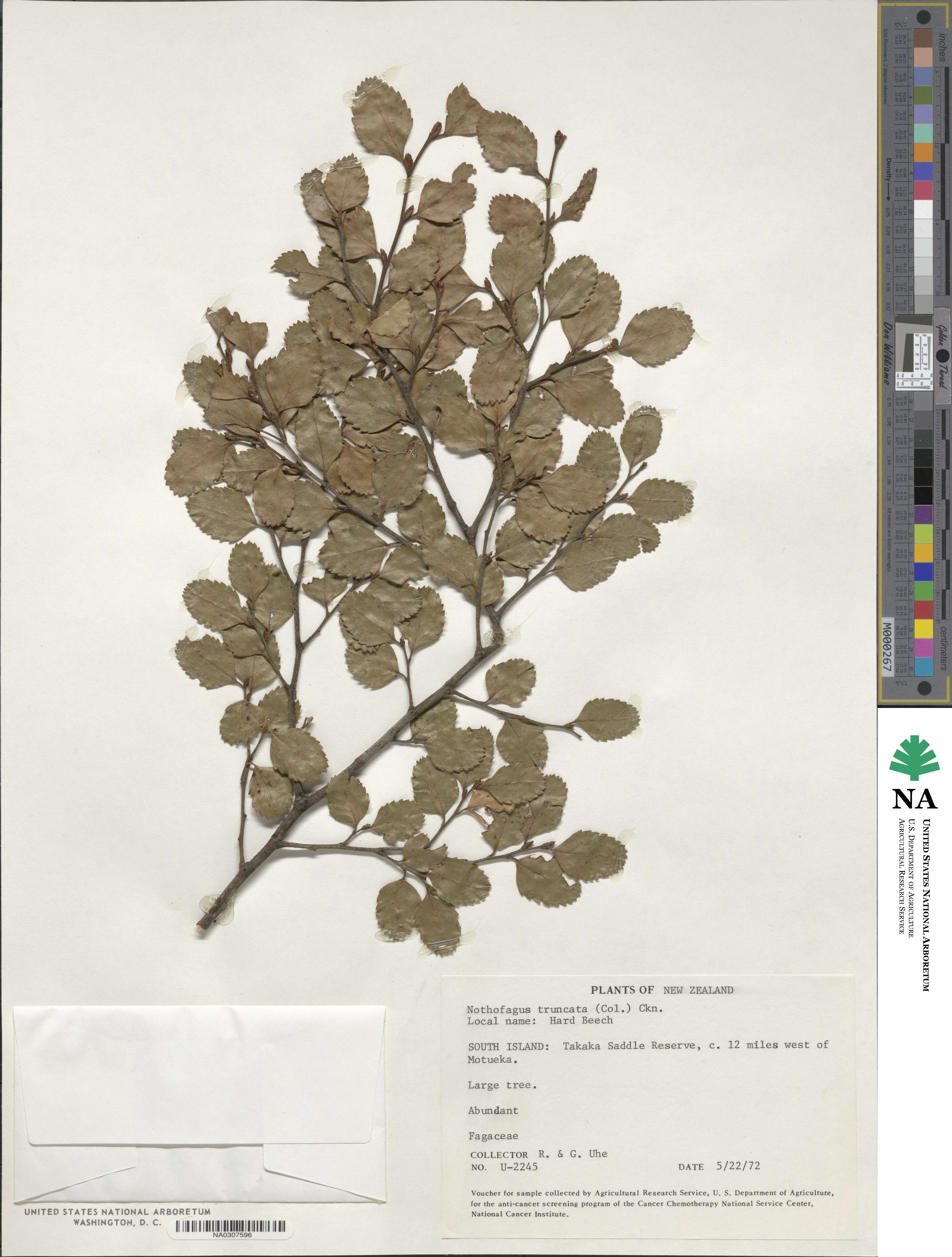 Nothofagus truncata image