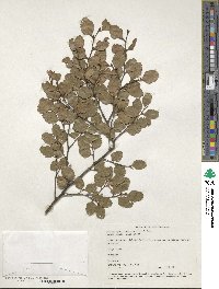 Nothofagus truncata image