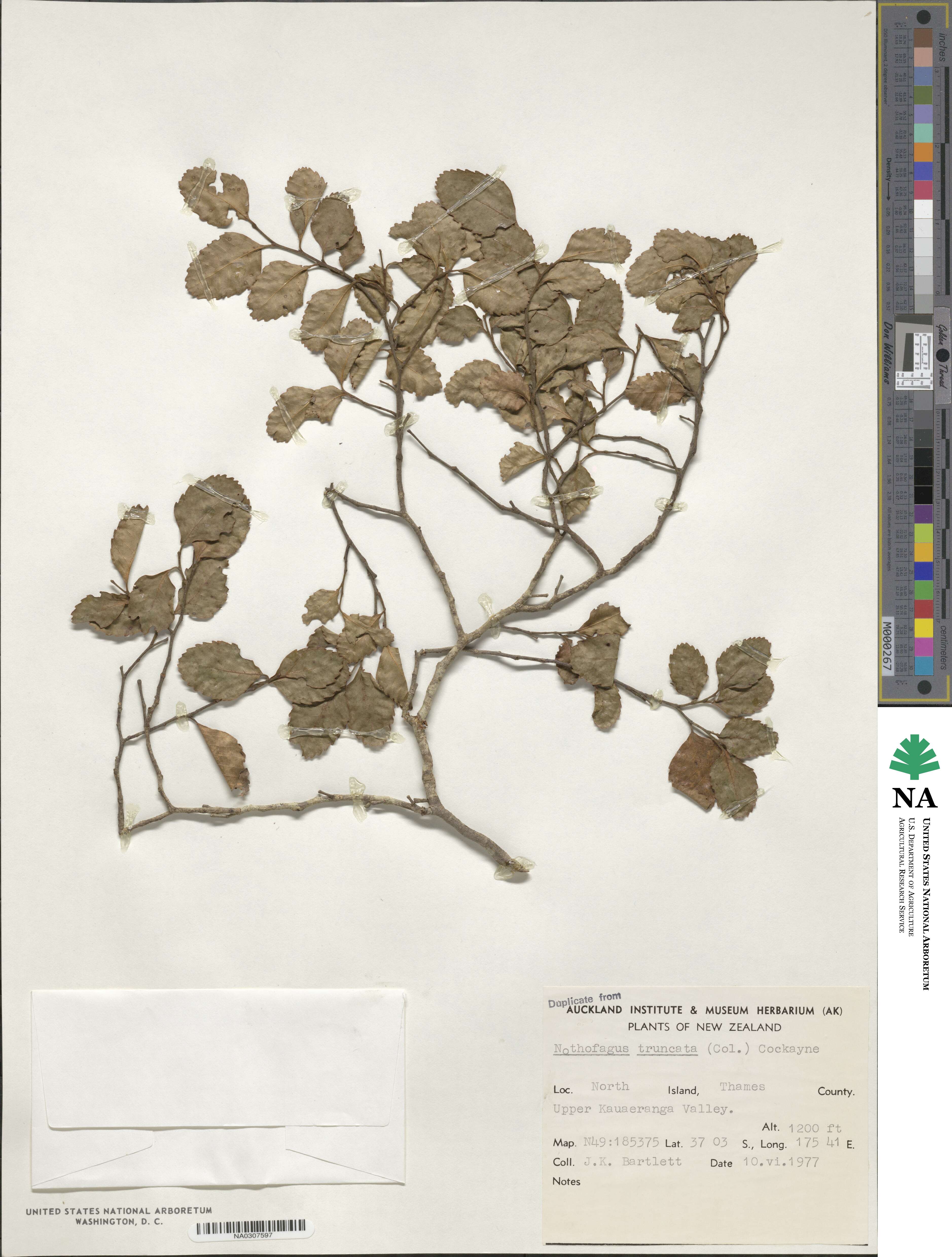 Nothofagus truncata image