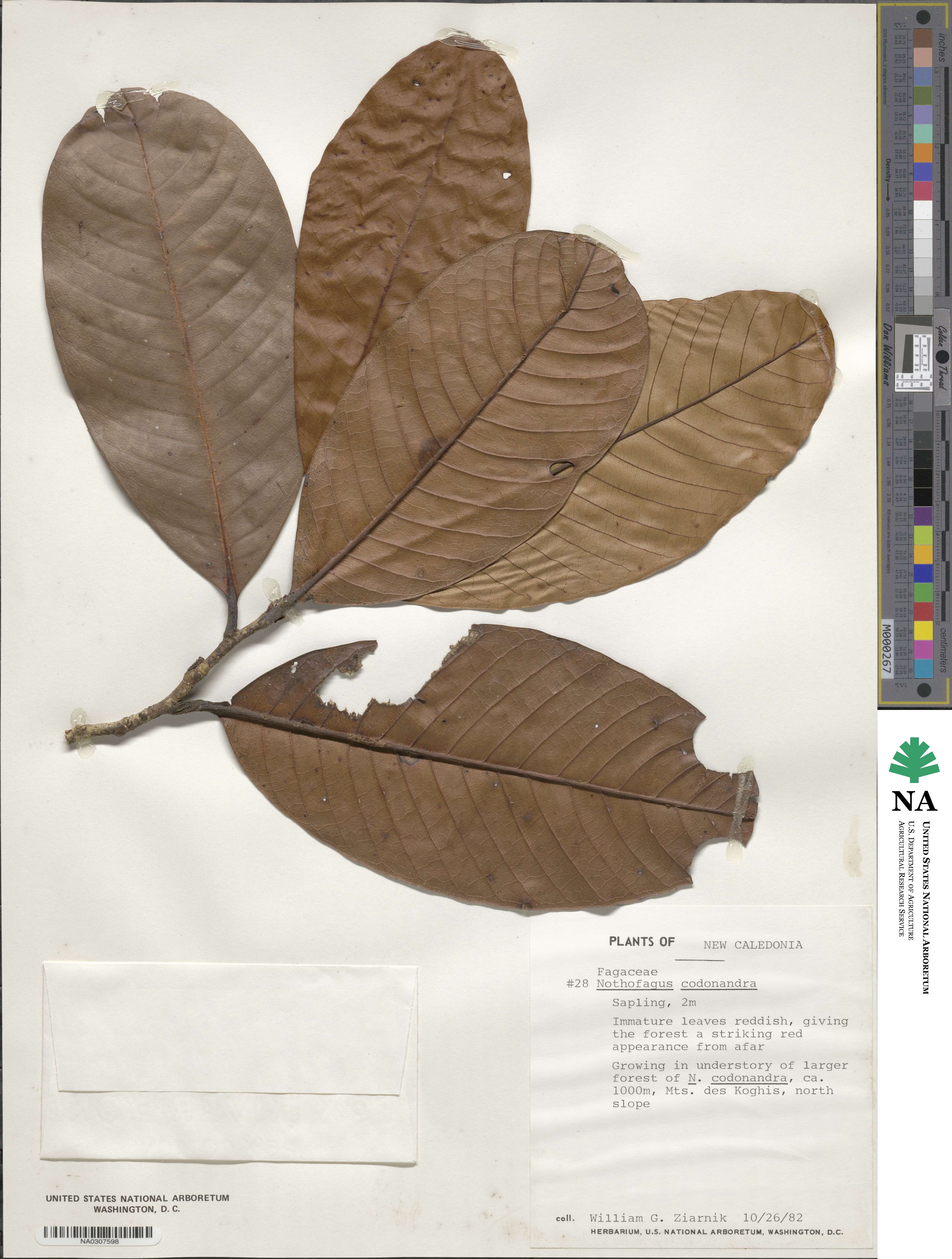 Nothofagus codonandra image