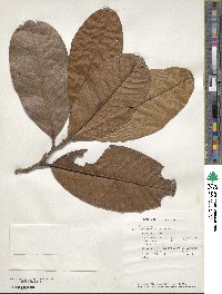 Image of Nothofagus codonandra