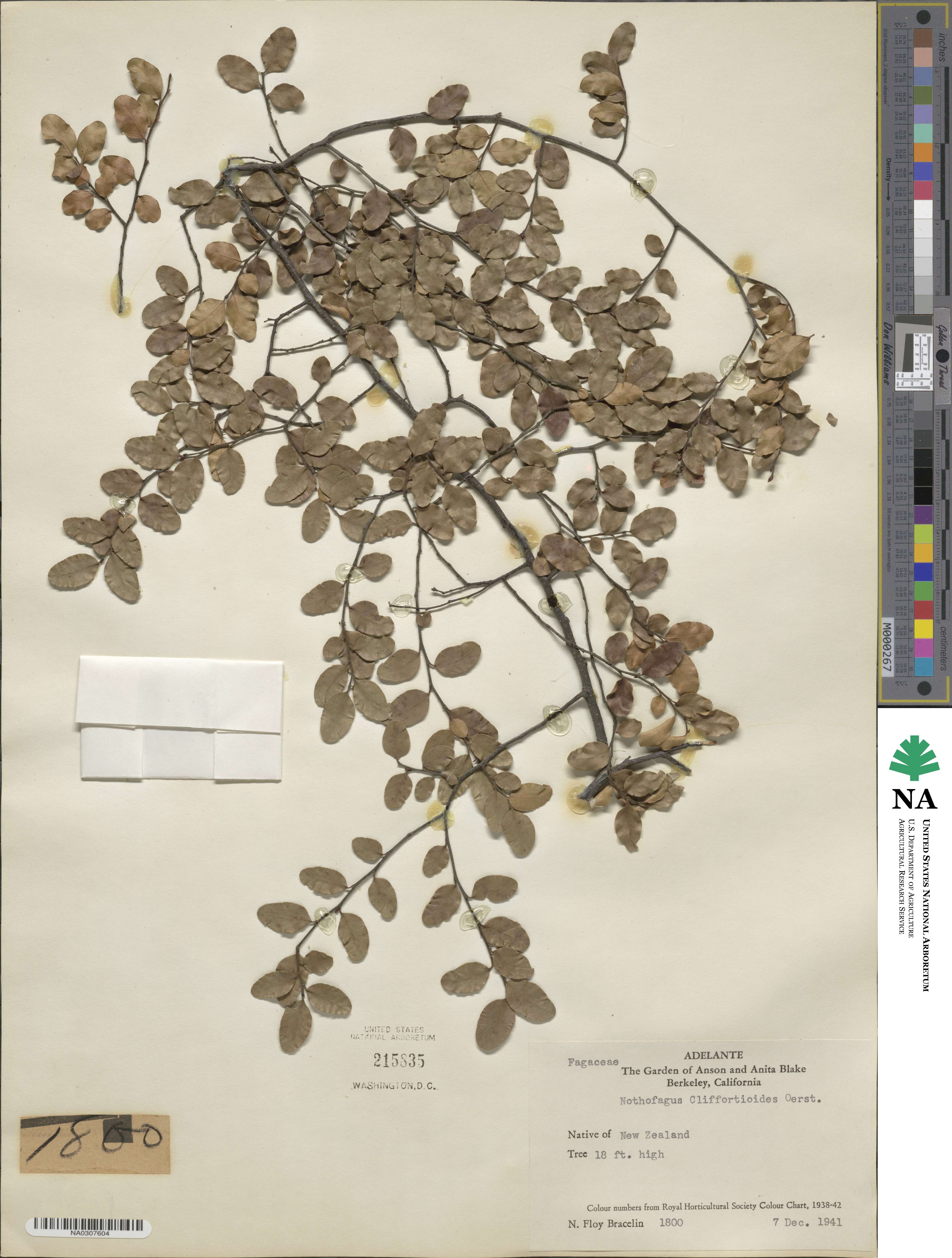 Nothofagus cliffortioides image