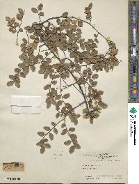 Nothofagus cliffortioides image