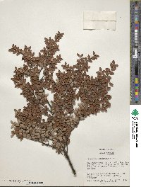 Nothofagus cliffortioides image