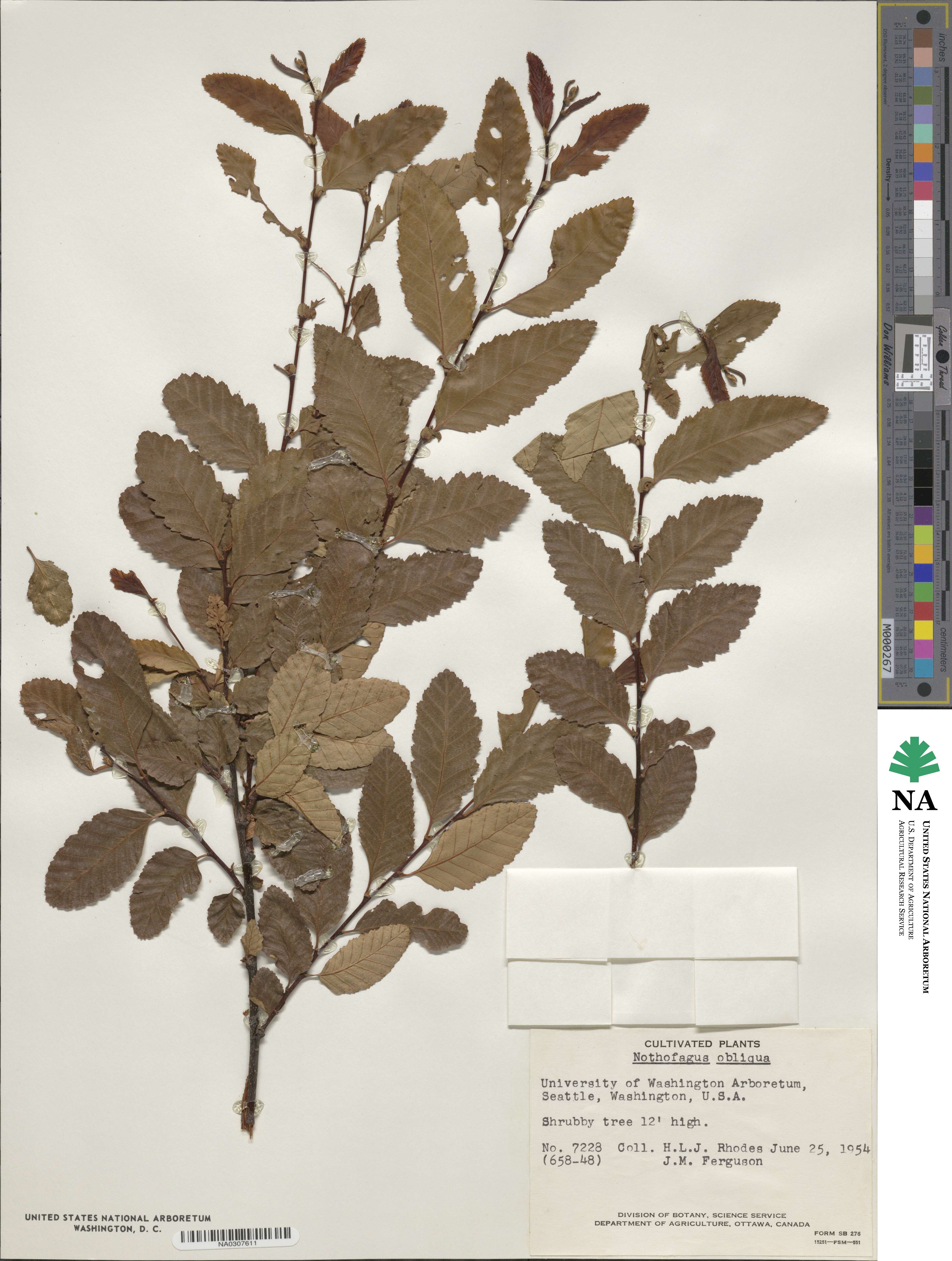 Nothofagus obliqua image