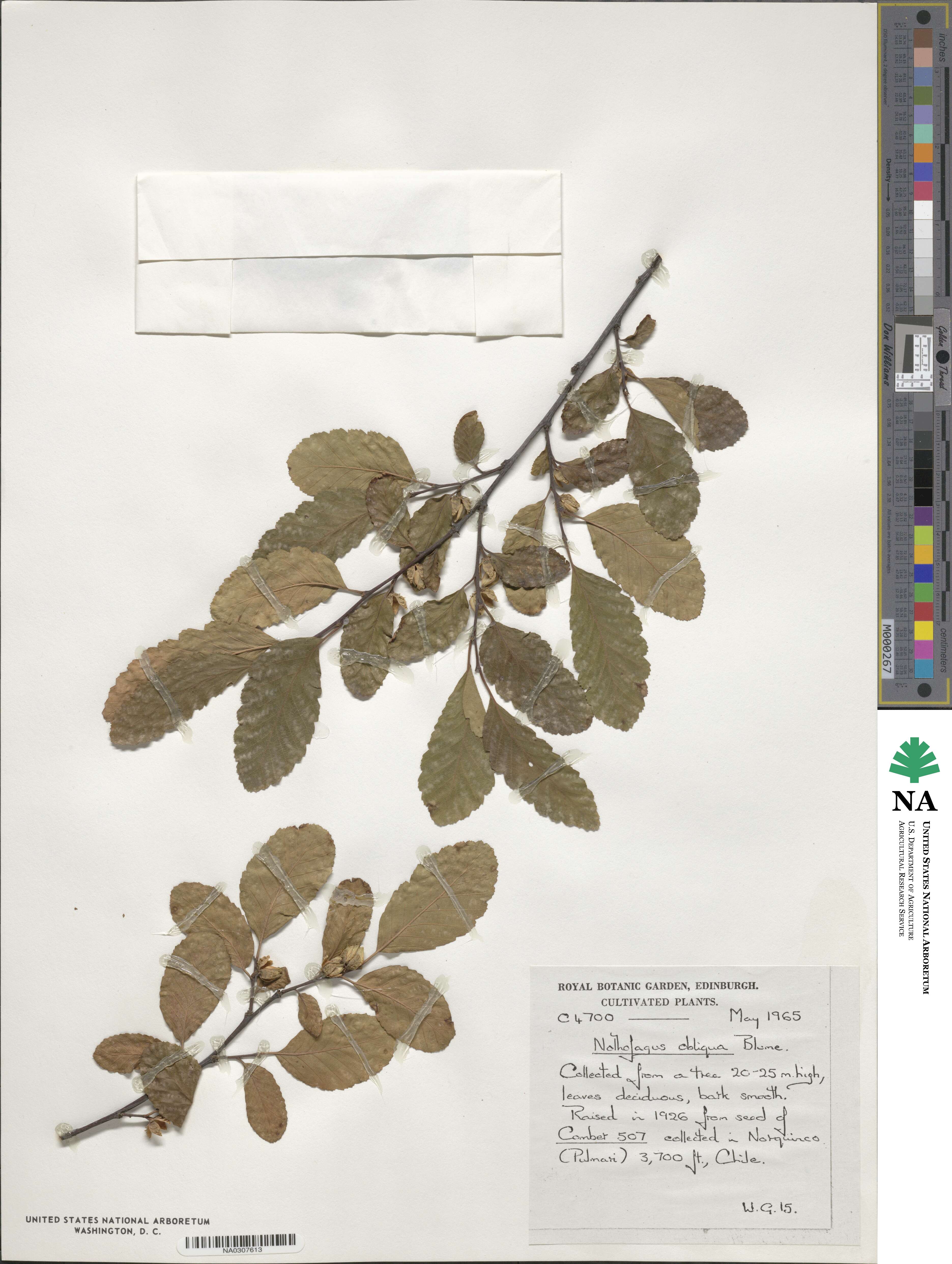 Nothofagus obliqua image