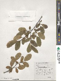 Nothofagus obliqua image