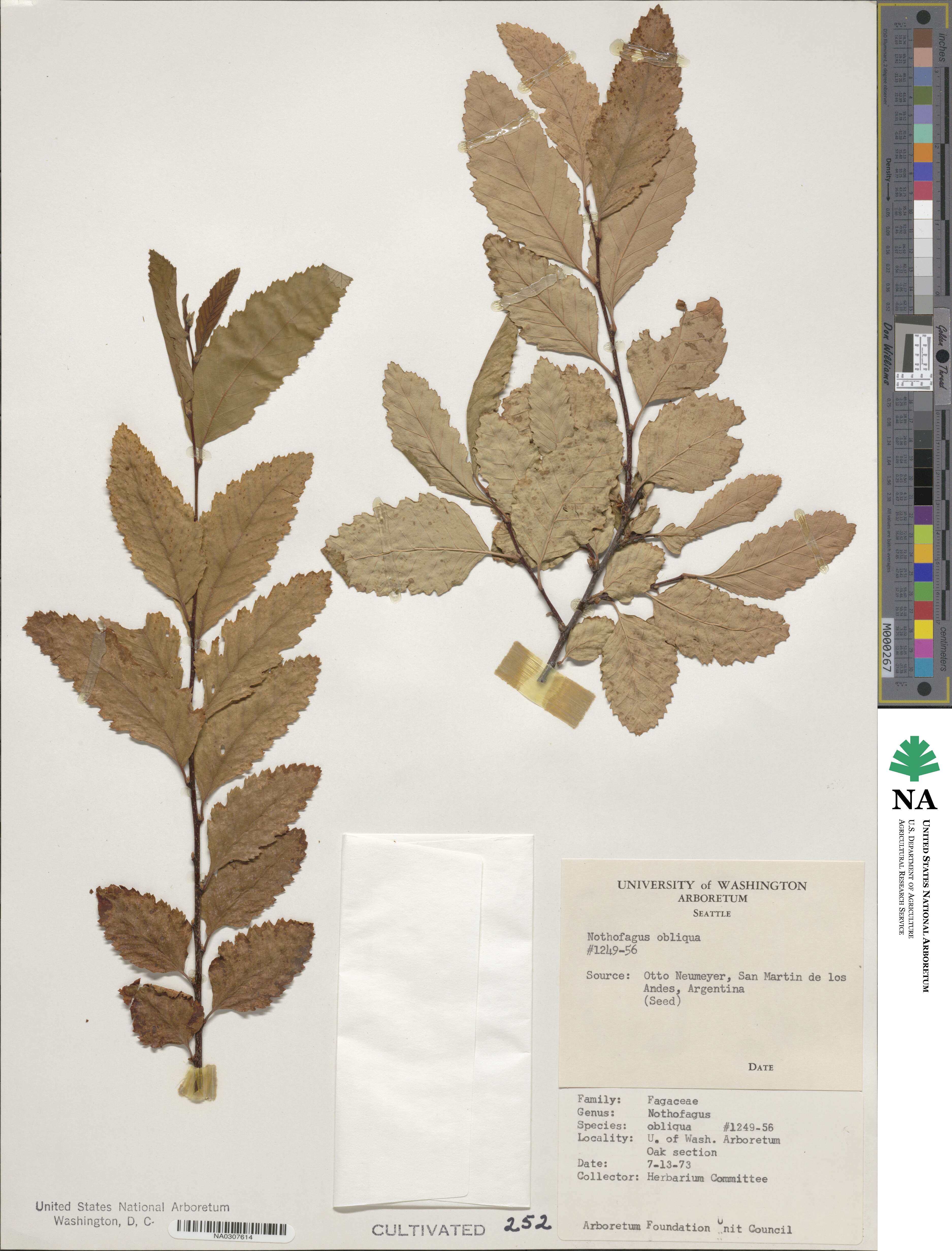 Nothofagus obliqua image