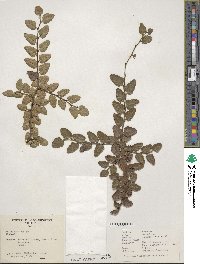 Nothofagus obliqua image