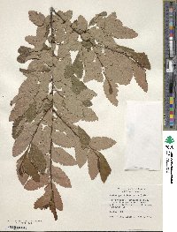 Nothofagus obliqua image