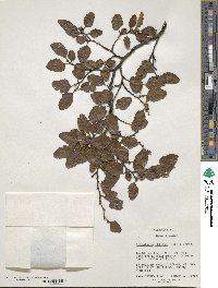 Nothofagus obliqua image