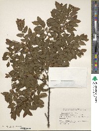 Nothofagus alpina image