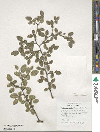 Nothofagus pumilio image