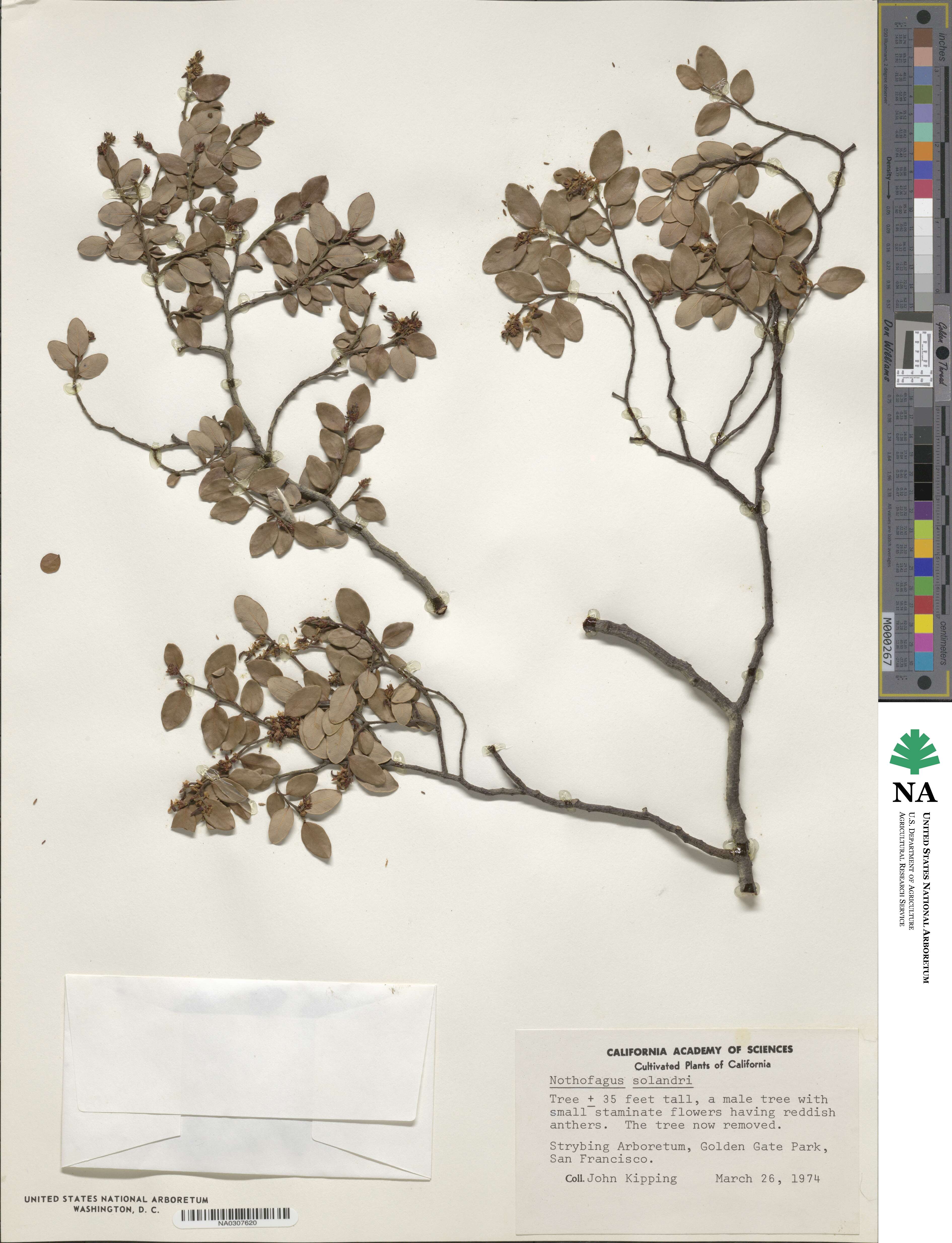 Nothofagus solanderi image