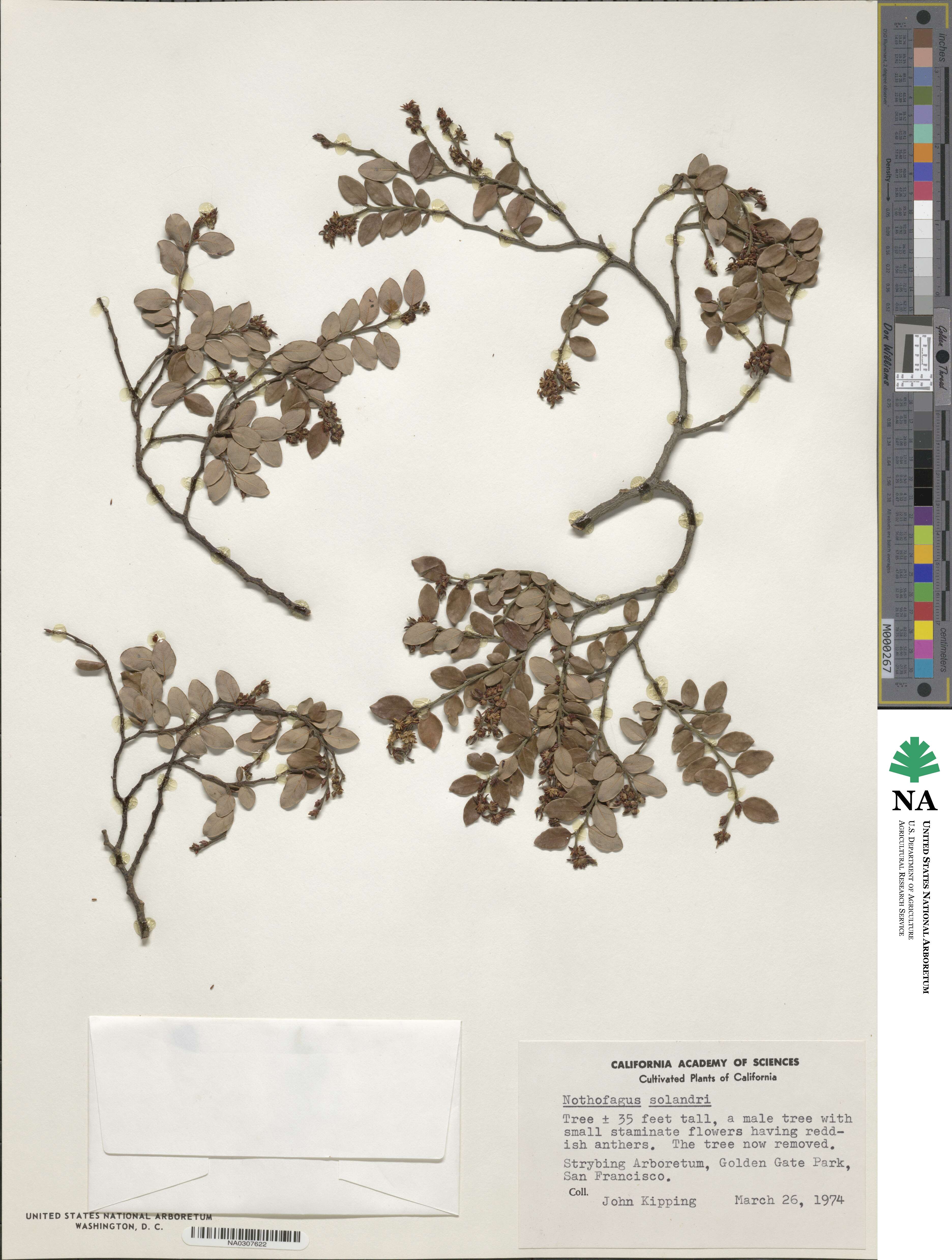 Nothofagus solanderi image