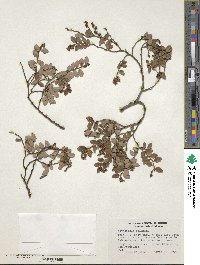 Nothofagus solanderi image