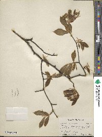 Fagus grandifolia subsp. grandifolia image