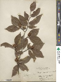 Fagus grandifolia subsp. grandifolia image