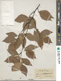 Fagus grandifolia image