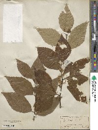 Fagus ferruginea image