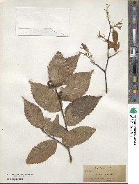 Fagus ferruginea image