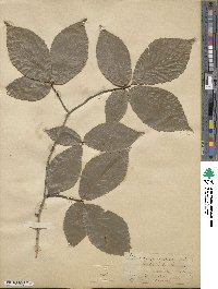 Fagus ferruginea image