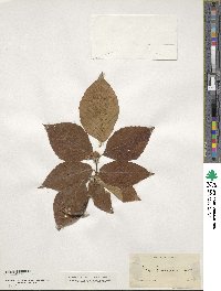 Fagus ferruginea image