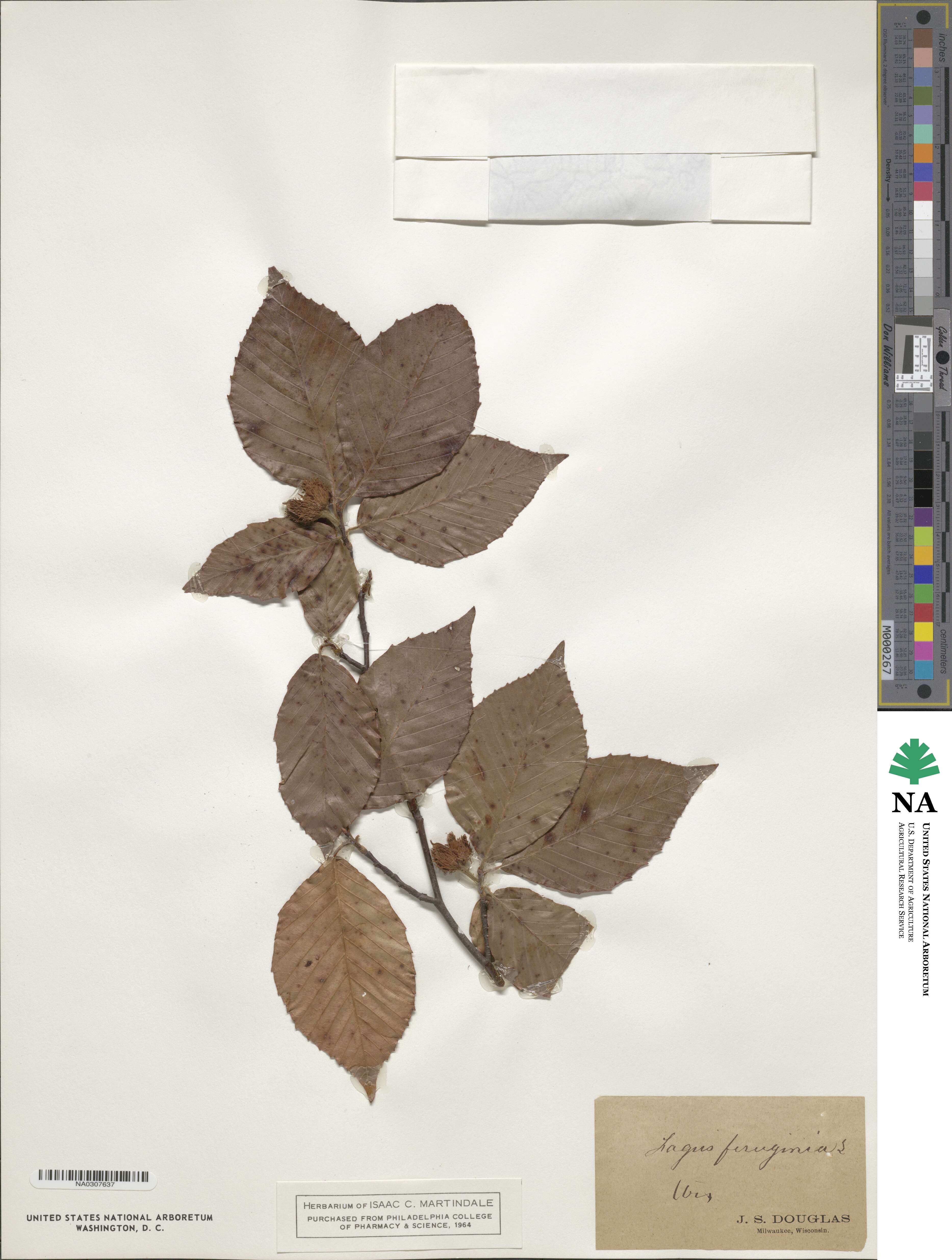 Fagus ferruginea image