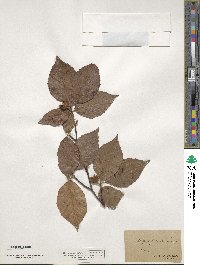 Fagus ferruginea image