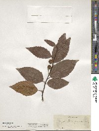 Fagus ferruginea image