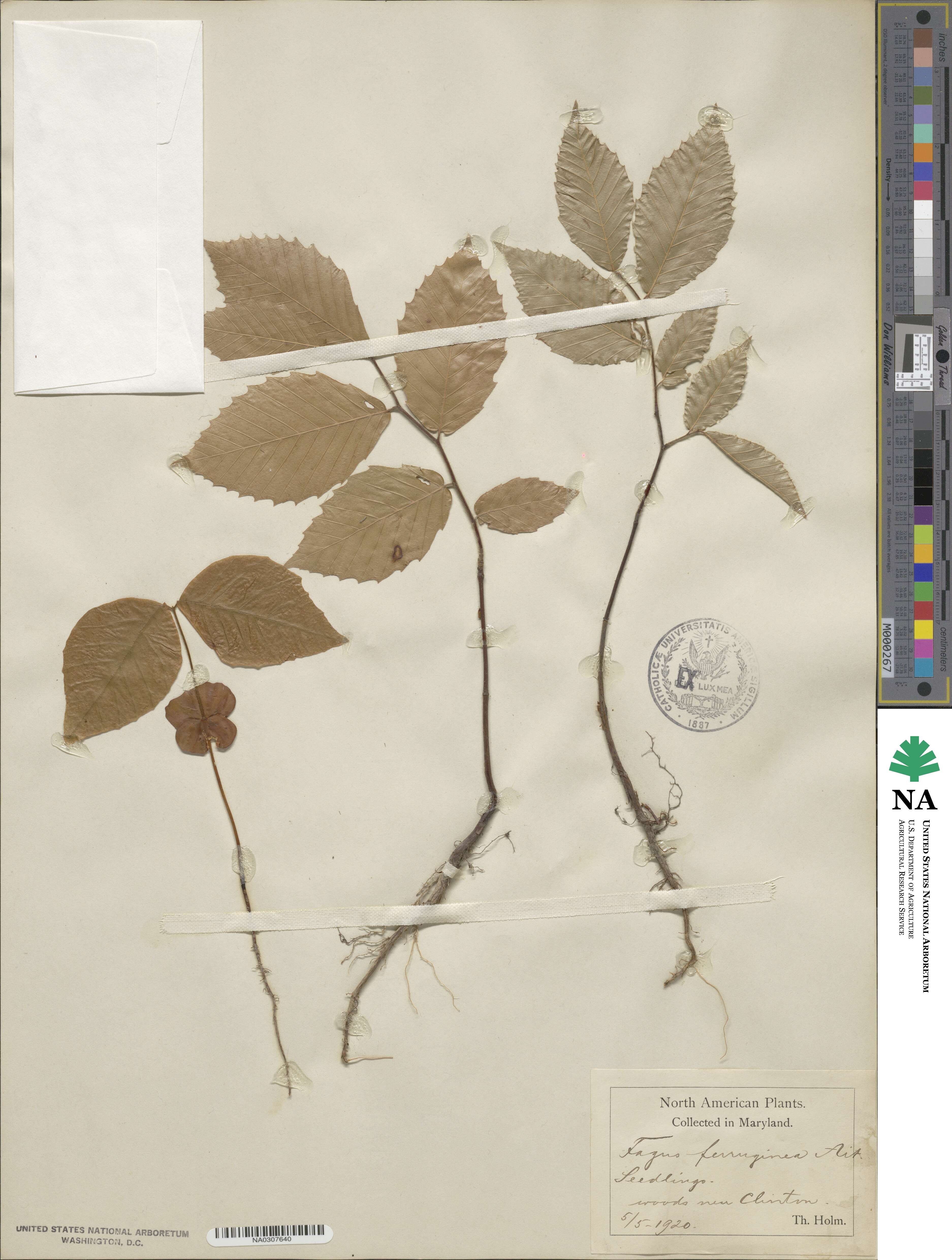 Fagus ferruginea image