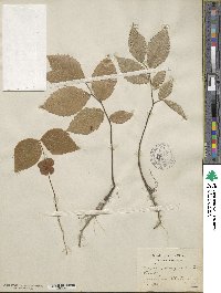 Fagus ferruginea image