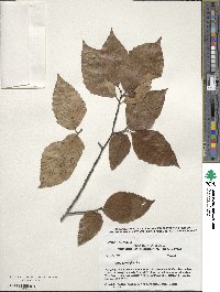 Fagus grandifolia image