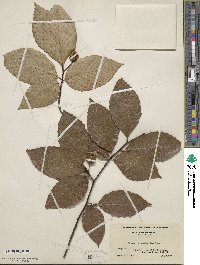 Fagus grandifolia image