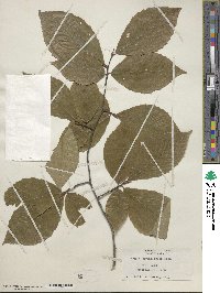 Fagus grandifolia image