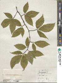 Fagus grandifolia image