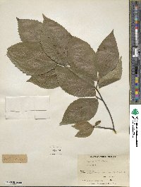 Fagus grandifolia image