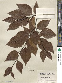 Fagus grandifolia image