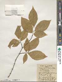 Fagus grandifolia image