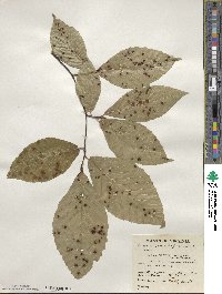 Fagus grandifolia image