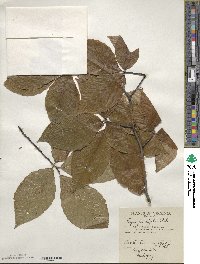 Fagus grandifolia image