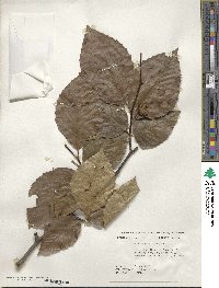 Fagus grandifolia image