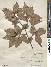 Fagus grandifolia image