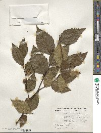 Fagus grandifolia image